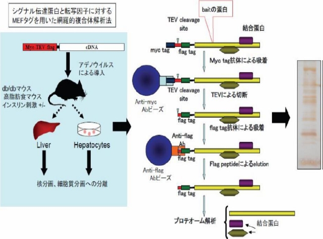 シグナル伝達タンパクと転写因子に対するMEFタグを用いた網羅的複合体解析法