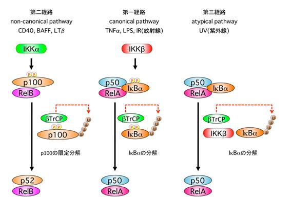 NF-κB活性化の3つの経路
