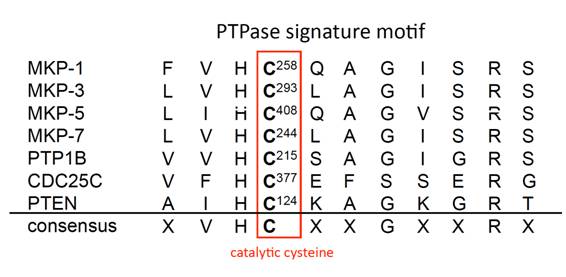 PTPase signature motif